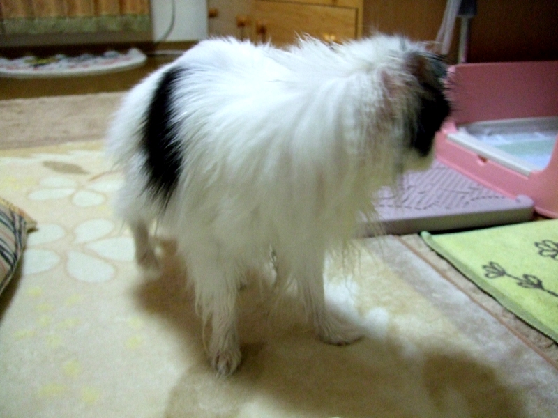 d0079302_2263150.jpg