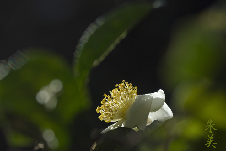 お茶の花_e0127416_10251374.jpg