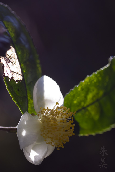 お茶の花_e0127416_1026269.jpg