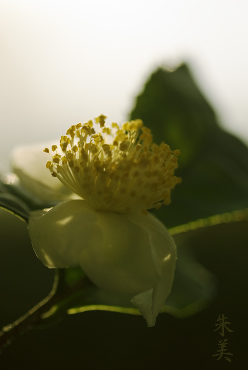 お茶の花_e0127416_1026799.jpg