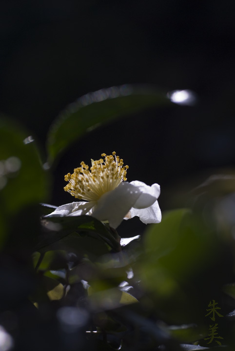 お茶の花_e0127416_1027175.jpg
