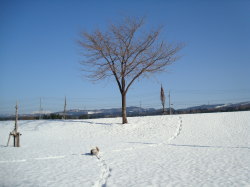 f0054731_1203866.jpg