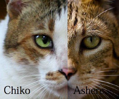 猫の値段と幸福度 高額ハイブリッド キャット アーシュラ Ashera Complex Cat