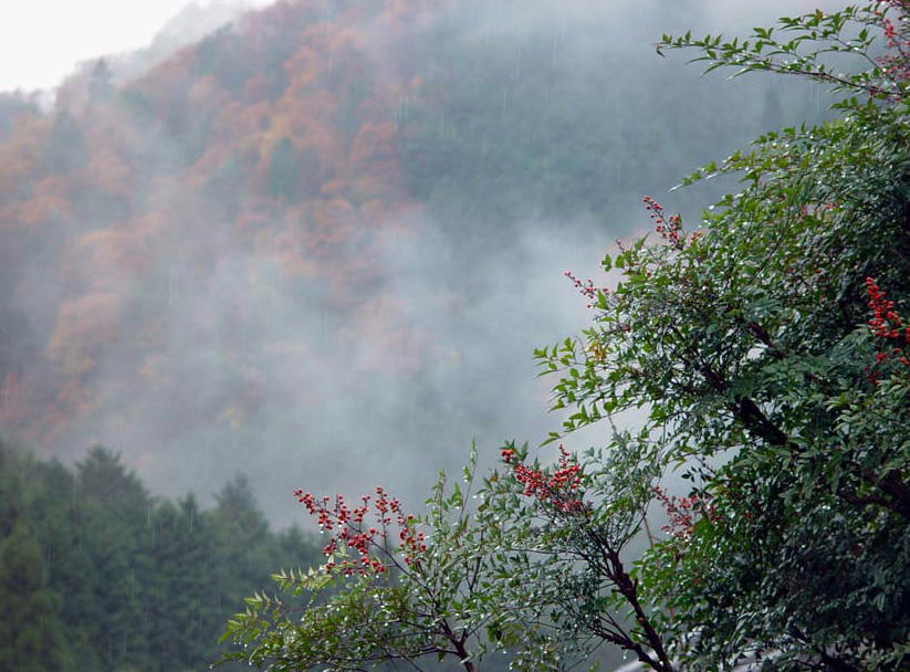 榛原　吐山　柿の木と紅葉　霧_c0108146_21442584.jpg