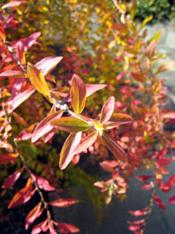 e0046446_22154186.jpg