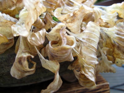 c0147952_2318621.jpg