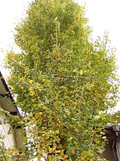 船越・庚申神社の銀杏の大木_b0095061_1421128.jpg