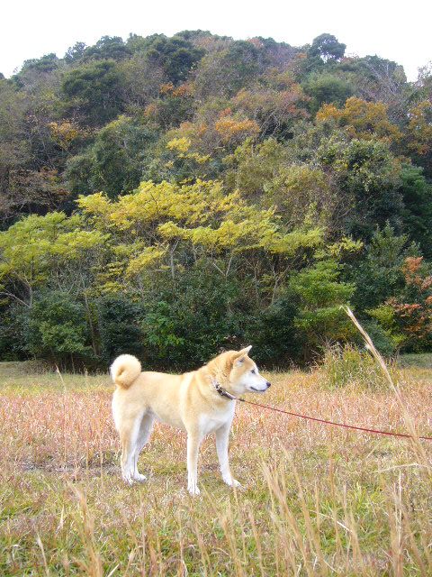 12月1日(土)紅葉と愛ちゃん_f0060461_19544134.jpg