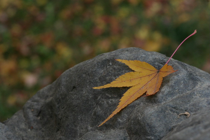 京都　東福寺の紅葉（その２）_f0148762_11445914.jpg