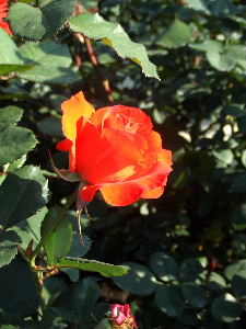 e0067563_1151636.jpg
