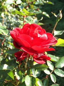 e0067563_1165742.jpg