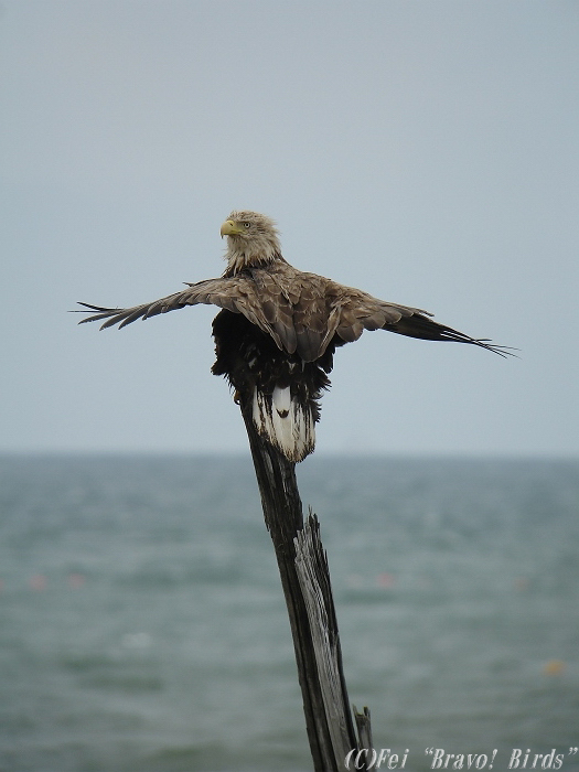 オジロワシ　　White-tailed  Sea  Eagle/ Haliaeetus  albicilla_b0069564_19414547.jpg