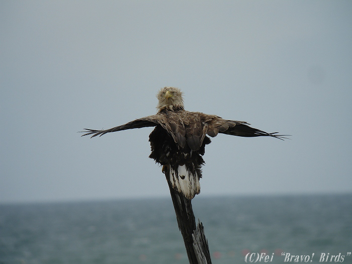 オジロワシ　　White-tailed  Sea  Eagle/ Haliaeetus  albicilla_b0069564_19422177.jpg