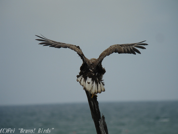 オジロワシ　　White-tailed  Sea  Eagle/ Haliaeetus  albicilla_b0069564_19425141.jpg