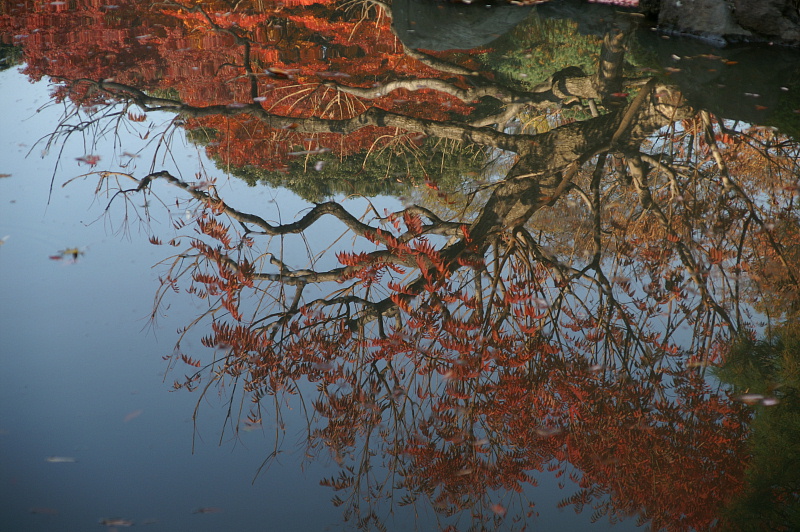  東京庭園の紅葉散歩（Ｐａｒｔ１）_e0006964_2129352.jpg