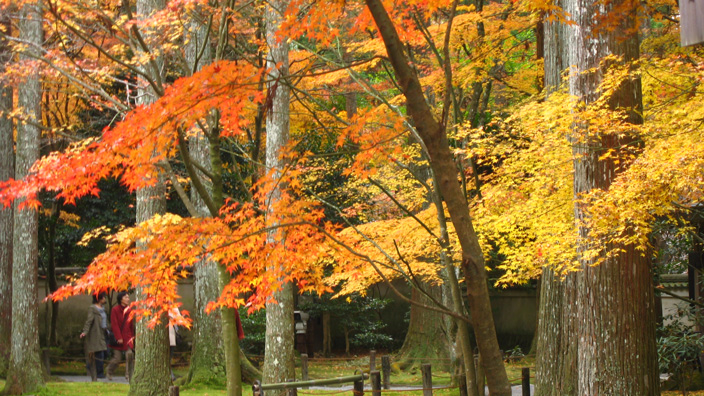 京都の紅葉（１）_b0041473_19524189.jpg