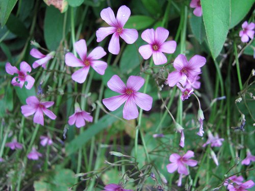 イモカタバミ(芋片喰、芋傍食、芋酢漿草)_c0085874_18345683.jpg