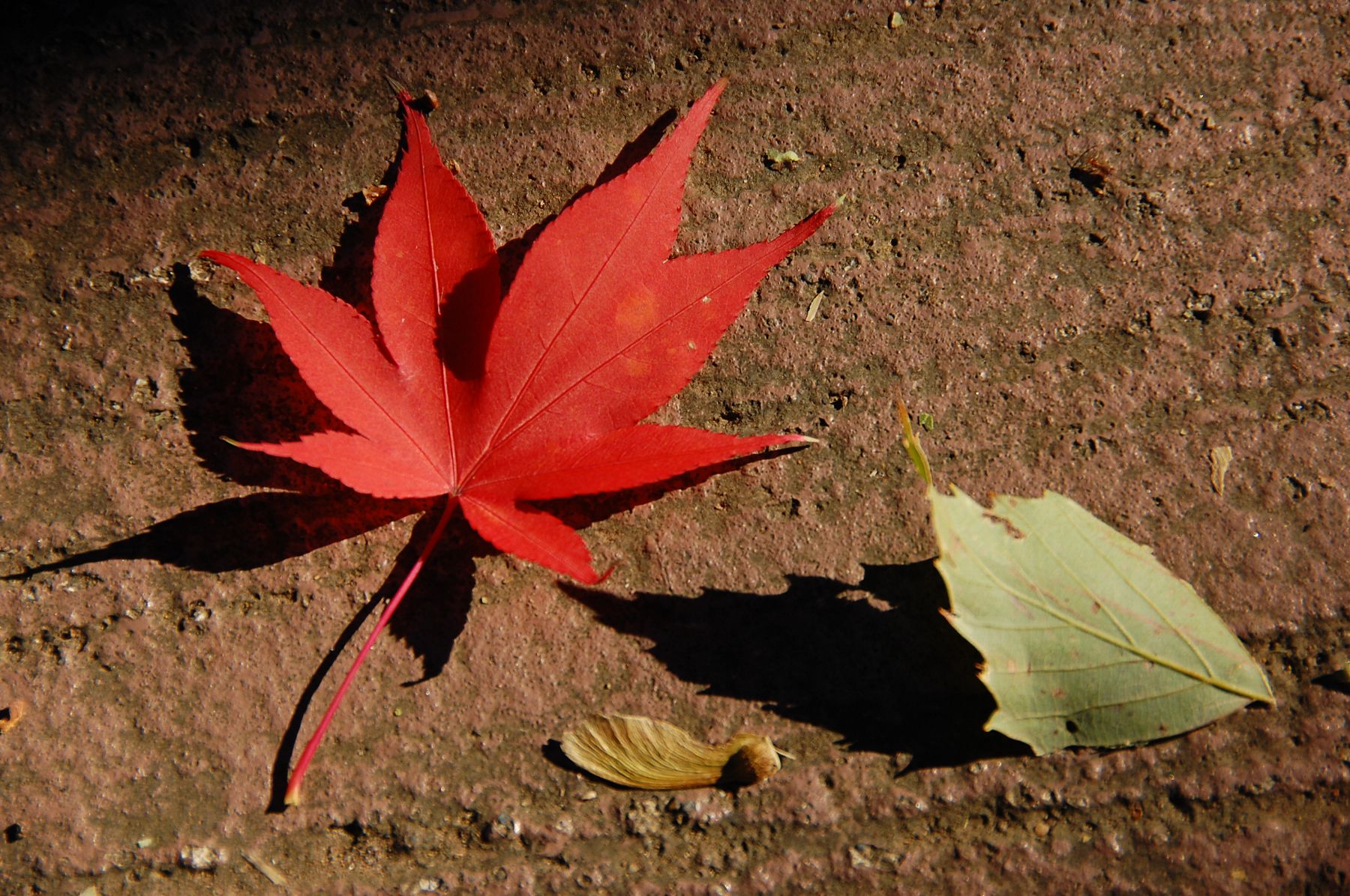 e0071178_10431599.jpg