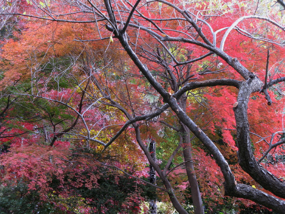 王禅寺の紅葉_a0085679_15283084.jpg