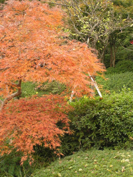 鎌倉の紅葉③～長谷寺～_d0034380_22191170.jpg