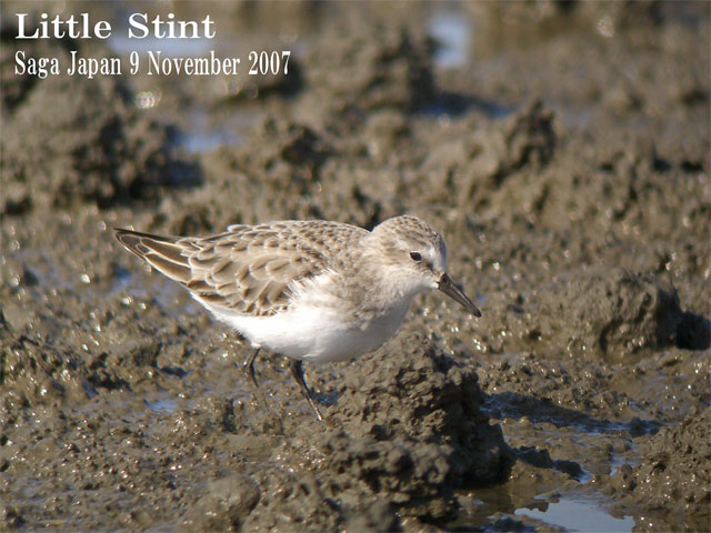 ニシトウネン（ヨーロッパトウネン）2  Little Stint 2  /Calidris minuta_c0071489_871350.jpg