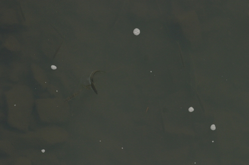 e0030889_1115969.jpg