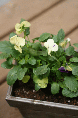 d0100192_17322436.gif