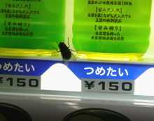 f0146198_1331721.jpg