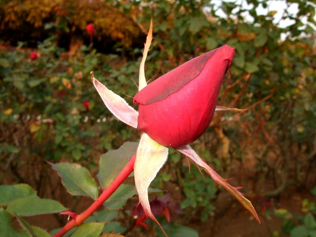d0079302_20203656.jpg