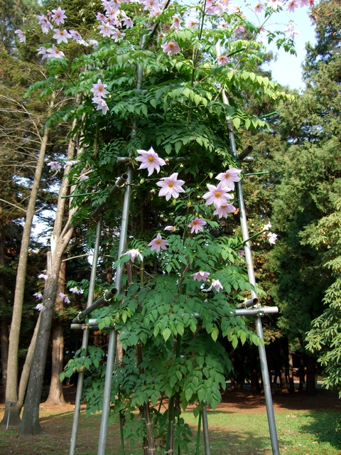 神代植物公園＠皇帝ダリアと色々_d0079302_20492125.jpg