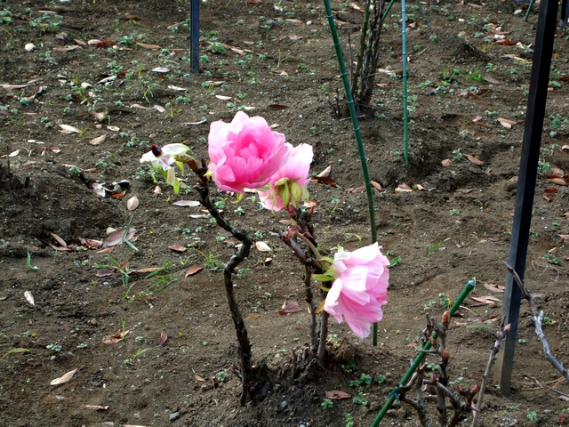 神代植物公園＠皇帝ダリアと色々_d0079302_20555645.jpg