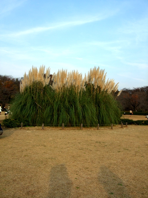 神代植物公園＠皇帝ダリアと色々_d0079302_20575991.jpg