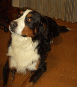c0143711_20155268.gif