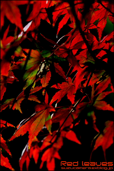 Red leaves_f0100215_2311544.jpg