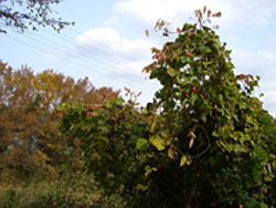 f0086618_21435184.jpg
