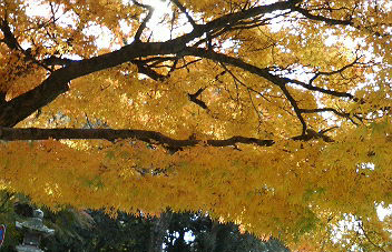 奈良公園～東大寺～若草山･麓 散策_b0019820_1841409.jpg