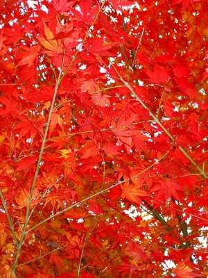 いつの間にか・・12月ですね。_b0100229_11421955.jpg