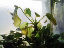 d0048332_1314667.gif