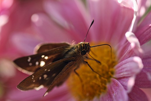 風の道の昆虫_d0029333_1622597.jpg