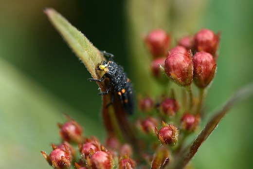 風の道の昆虫_d0029333_1683743.jpg