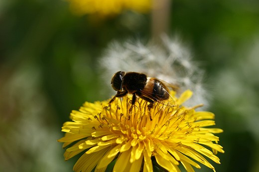 風の道の昆虫_d0029333_17292497.jpg