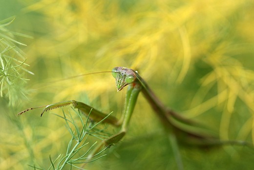 風の道の昆虫_d0029333_17314840.jpg