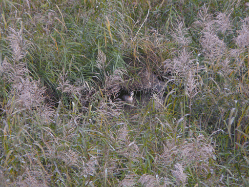 a0056140_2265280.gif