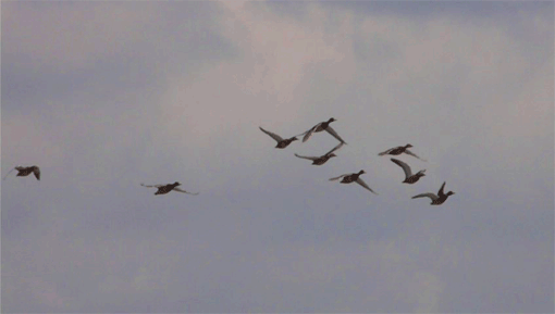 a0056140_2371212.gif