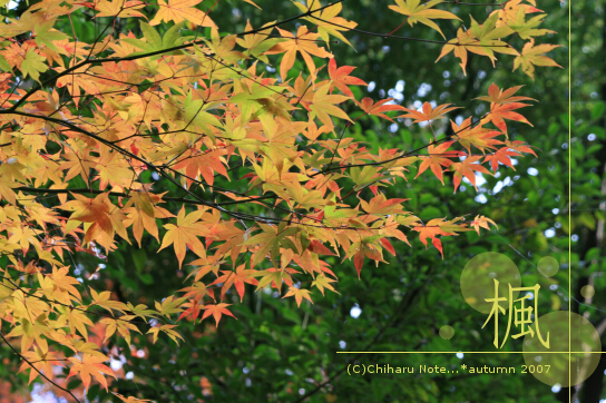 砂利蹴飛ばして走る12月。_c0046340_16572942.jpg