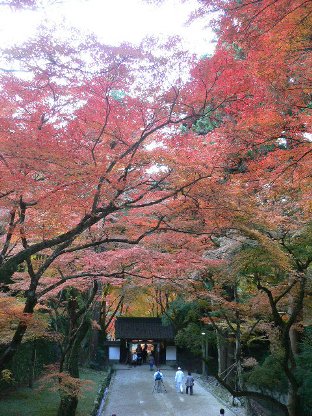 木々たちの饗宴　～紅葉・桜・緑～　　_b0041442_11173229.jpg
