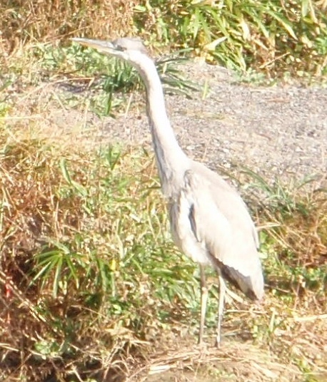 恐竜の子孫 Beachmollusc ひむかのハマグリ