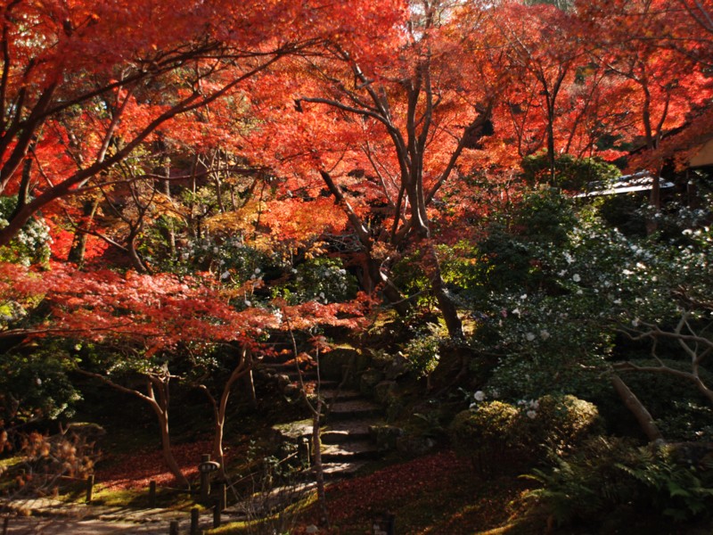 吉城園（紅葉）_a0109160_7213174.jpg