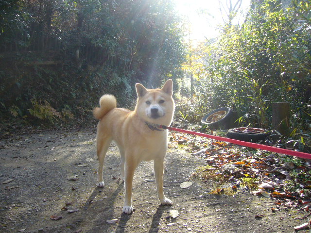 2007年12月2日(日)愛ちゃんとけもの道!_f0060461_16234261.jpg