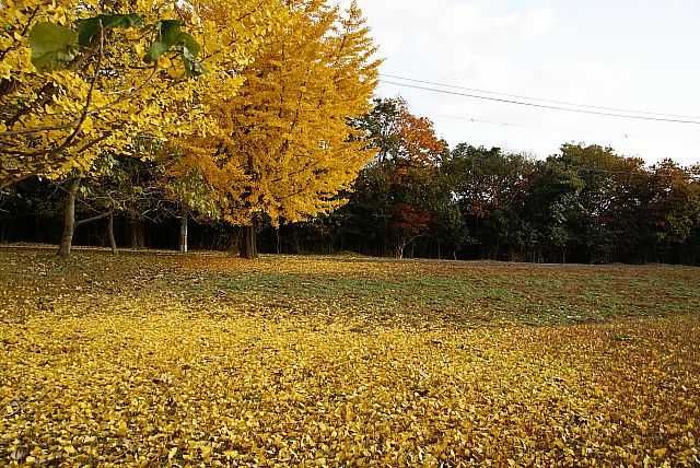 e0010568_21591333.jpg